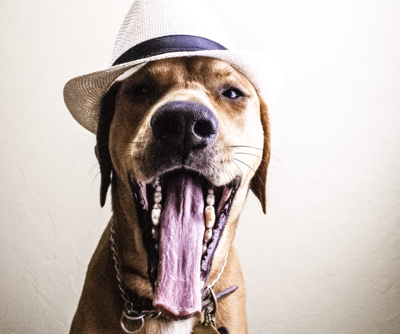 A dog wearing a hat